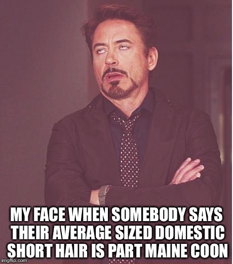Face You Make Robert Downey Jr Meme | MY FACE WHEN SOMEBODY SAYS THEIR AVERAGE SIZED DOMESTIC SHORT HAIR IS PART MAINE COON | image tagged in memes,face you make robert downey jr | made w/ Imgflip meme maker