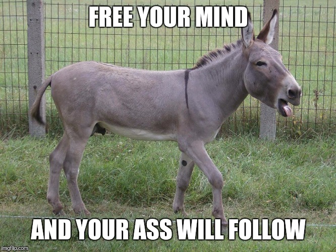 Donkey | FREE YOUR MIND; AND YOUR ASS WILL FOLLOW | image tagged in donkey | made w/ Imgflip meme maker