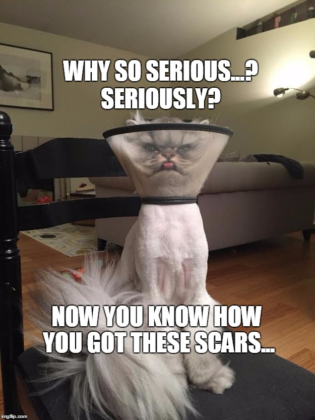 Joker Cat vs Cone of Serious | WHY SO SERIOUS...? SERIOUSLY? NOW YOU KNOW HOW YOU GOT THESE SCARS... | image tagged in joker,cats,seriously face,batman,why so serious,cone of shame | made w/ Imgflip meme maker