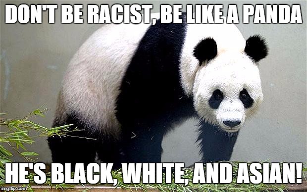 Panda | DON'T BE RACIST, BE LIKE A PANDA; HE'S BLACK, WHITE, AND ASIAN! | image tagged in panda,racism | made w/ Imgflip meme maker