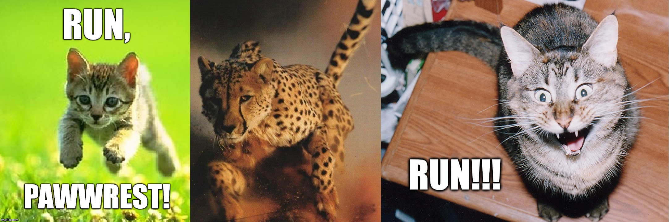 run pawwrest run!!! | RUN, RUN!!! PAWWREST! | image tagged in forrest gump running,forrest gump,kittens,cheetah,scaredy cat img | made w/ Imgflip meme maker