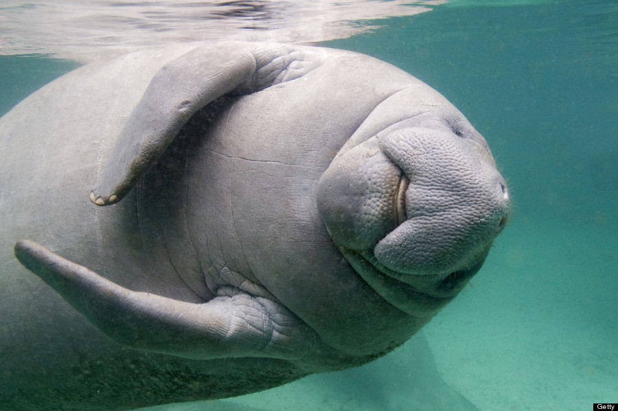 Manatee Blank Meme Template