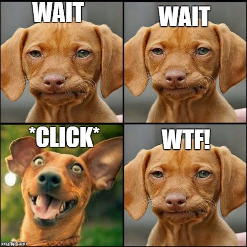 When taking photo for driving license or passport | WAIT; WAIT; *CLICK*; WTF! | image tagged in spoiled puppy,photo,driving license,passport,crazy,puppy | made w/ Imgflip meme maker
