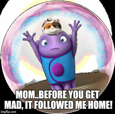 MOM..BEFORE YOU GET MAD, IT FOLLOWED ME HOME! | image tagged in mom | made w/ Imgflip meme maker