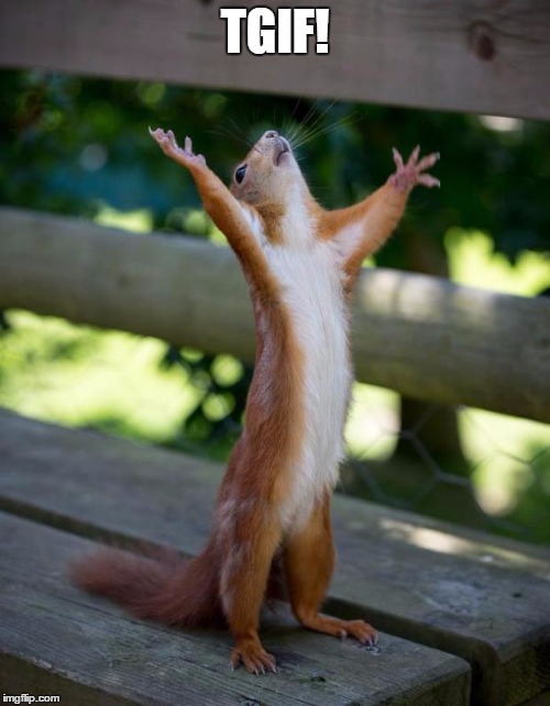 friday_squirrel | TGIF! | image tagged in friday_squirrel | made w/ Imgflip meme maker