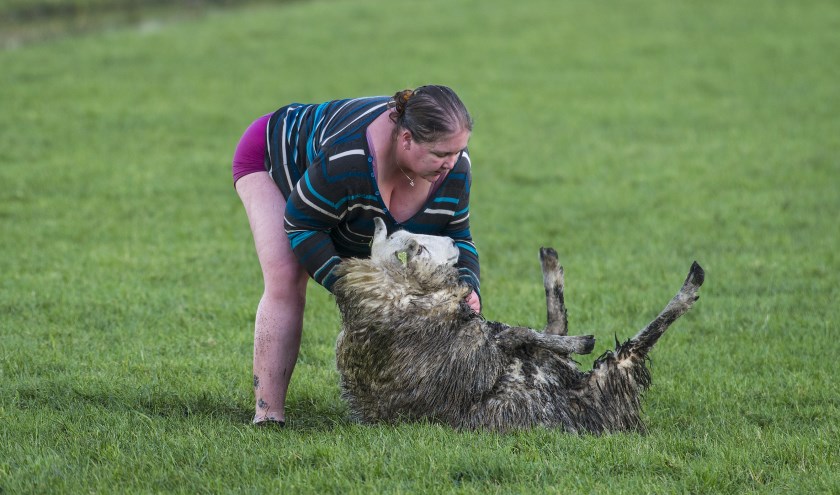 Sheep Wresteling Blank Meme Template