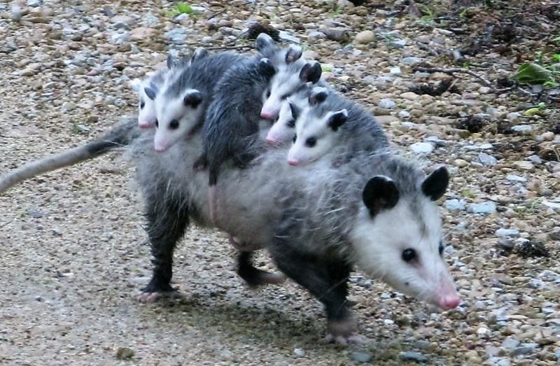 Possum family Blank Meme Template