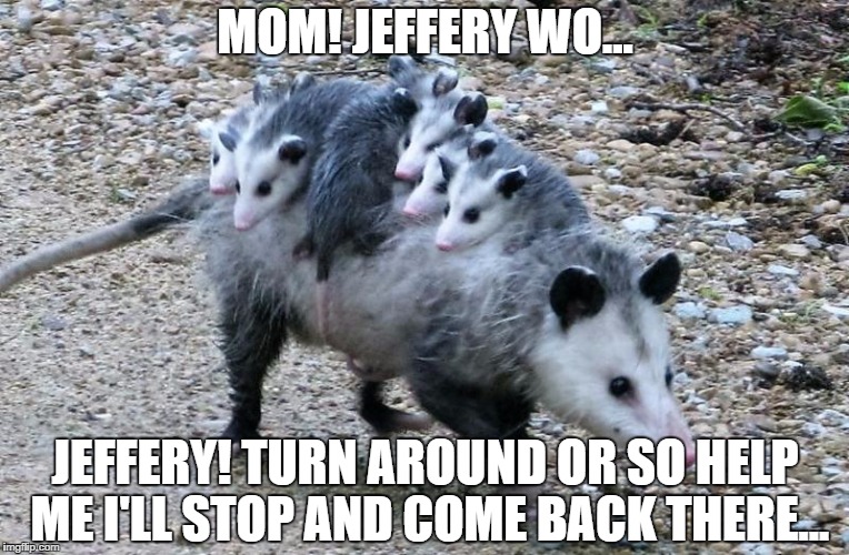 My kids...every damn day | MOM! JEFFERY WO... JEFFERY! TURN AROUND OR SO HELP ME I'LL STOP AND COME BACK THERE... | image tagged in possum family,stop,car,ride,possum | made w/ Imgflip meme maker