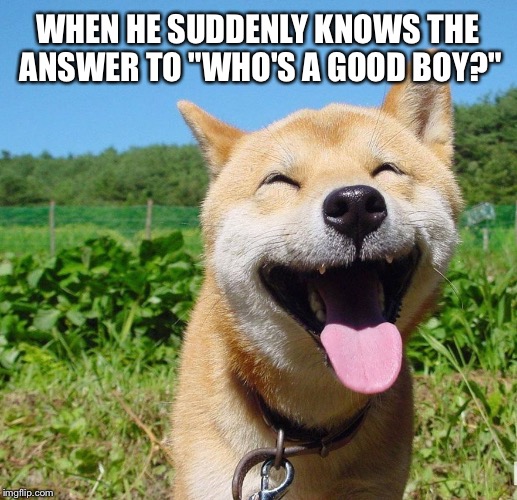 Sometimes I think that they're better than people | WHEN HE SUDDENLY KNOWS THE ANSWER TO "WHO'S A GOOD BOY?" | image tagged in happy dog,good boy,man's best friend | made w/ Imgflip meme maker