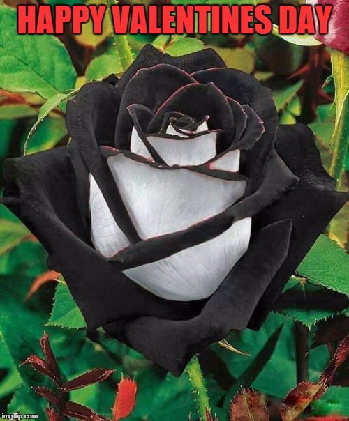 Black Valentine | HAPPY VALENTINES DAY | image tagged in black rose | made w/ Imgflip meme maker