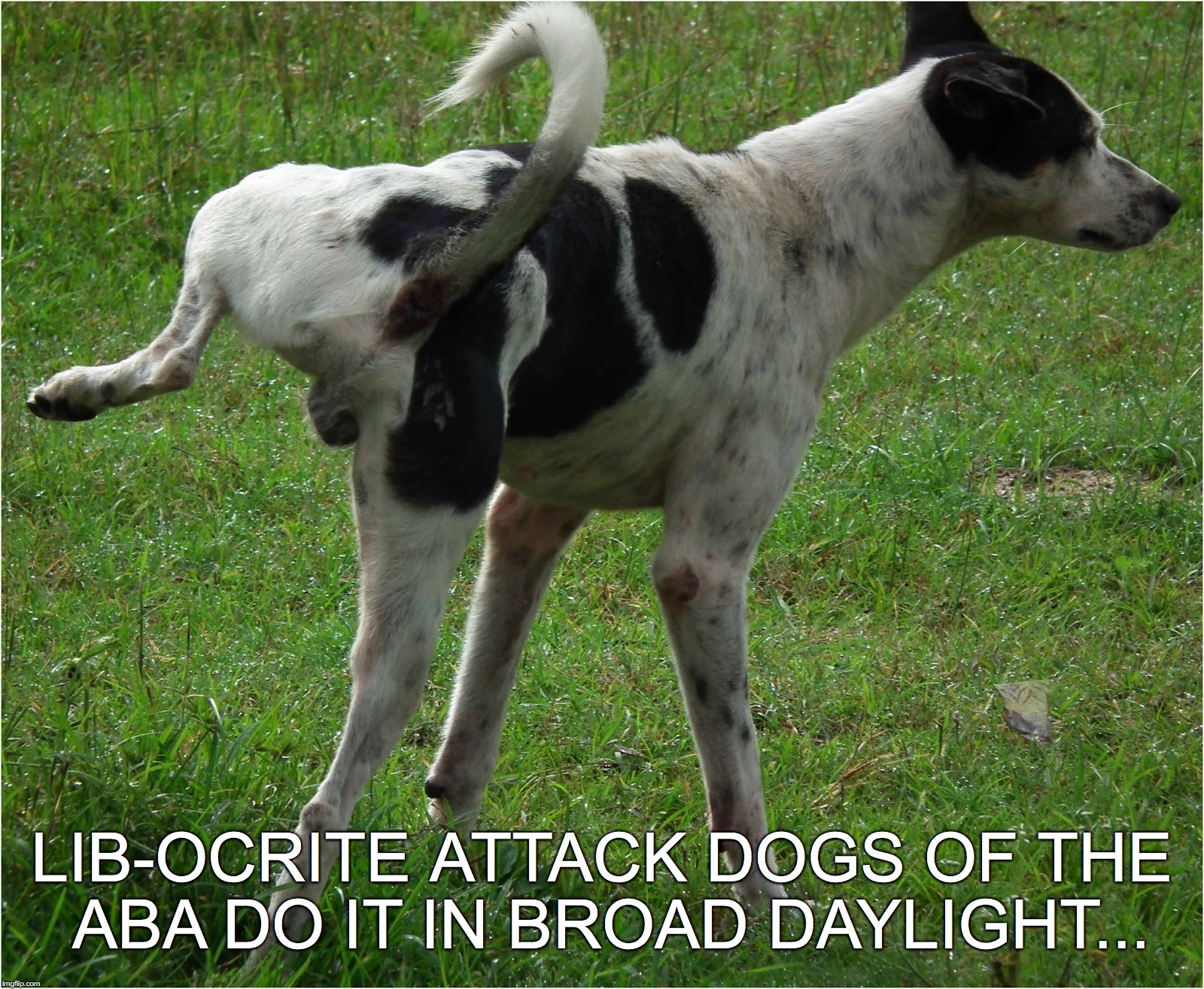 LIB-OCRITE ATTACK DOGS OF THE ABA DO IT IN BROAD DAYLIGHT... | image tagged in dog pee,aba,lib-ocrite | made w/ Imgflip meme maker