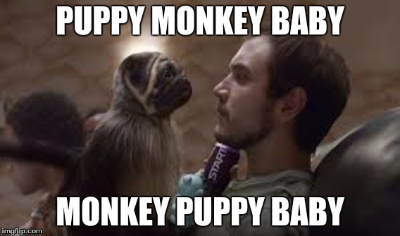 Puppy Monkey Baby | PUPPY MONKEY BABY; MONKEY PUPPY BABY | image tagged in laughing monkey | made w/ Imgflip meme maker