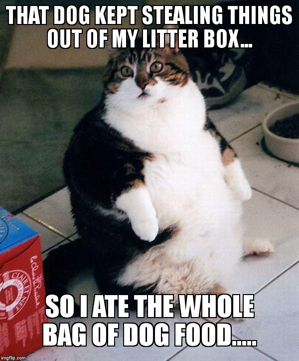 Cat did not think this revenge through..... | THAT DOG KEPT STEALING THINGS OUT OF MY LITTER BOX... SO I ATE THE WHOLE BAG OF DOG FOOD..... | image tagged in fat cat | made w/ Imgflip meme maker