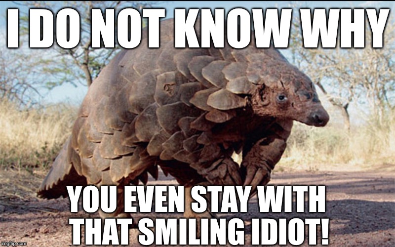 I DO NOT KNOW WHY YOU EVEN STAY WITH THAT SMILING IDIOT! | image tagged in pangolin all fours | made w/ Imgflip meme maker