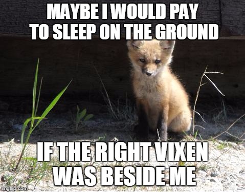 camping | MAYBE I WOULD PAY TO SLEEP ON THE GROUND; IF THE RIGHT VIXEN WAS BESIDE ME | image tagged in camping | made w/ Imgflip meme maker
