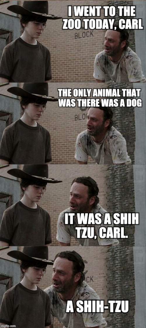 Rick and Carl Long | I WENT TO THE ZOO TODAY, CARL; THE ONLY ANIMAL THAT WAS THERE WAS A DOG; IT WAS A SHIH TZU, CARL. A SHIH-TZU | image tagged in memes,rick and carl long | made w/ Imgflip meme maker