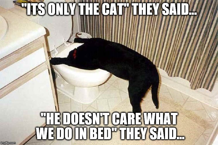 maybe, just maybe, you should engage in intimate actions around your domestic animals | "ITS ONLY THE CAT" THEY SAID... "HE DOESN'T CARE WHAT WE DO IN BED" THEY SAID... | image tagged in funny memes,cats,sex | made w/ Imgflip meme maker