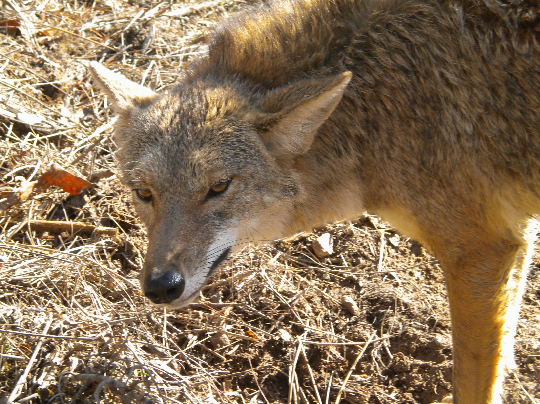 High Quality Coyote Blank Meme Template