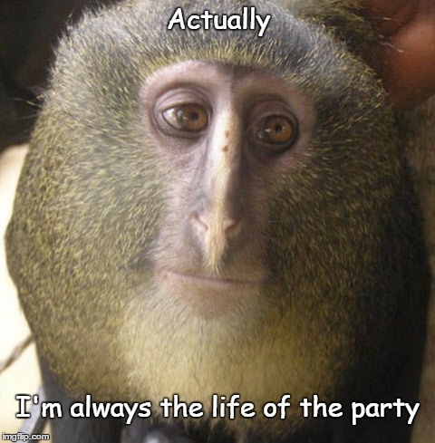 Lesula Party Animal | Actually; I'm always the life of the party | image tagged in lesula,monkey,mellow,kind | made w/ Imgflip meme maker