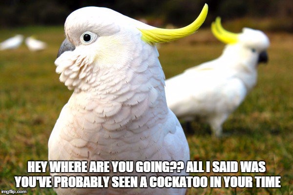 cockatoo | HEY WHERE ARE YOU GOING?? ALL I SAID WAS YOU'VE PROBABLY SEEN A COCKATOO IN YOUR TIME | image tagged in cockatoo,seen a cockatoo in your time | made w/ Imgflip meme maker