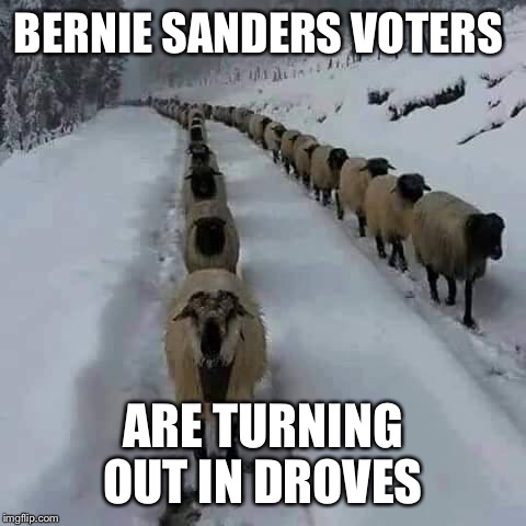 Sheep  |  BERNIE SANDERS VOTERS; ARE TURNING OUT IN DROVES | image tagged in feel the bern,hillary clinton | made w/ Imgflip meme maker