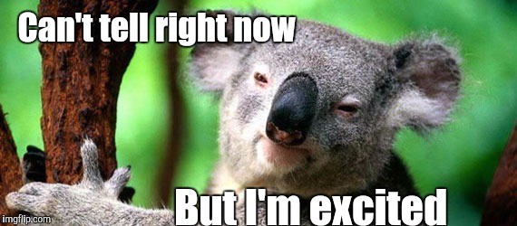 Koala | Can't tell right now; But I'm excited | image tagged in koala | made w/ Imgflip meme maker
