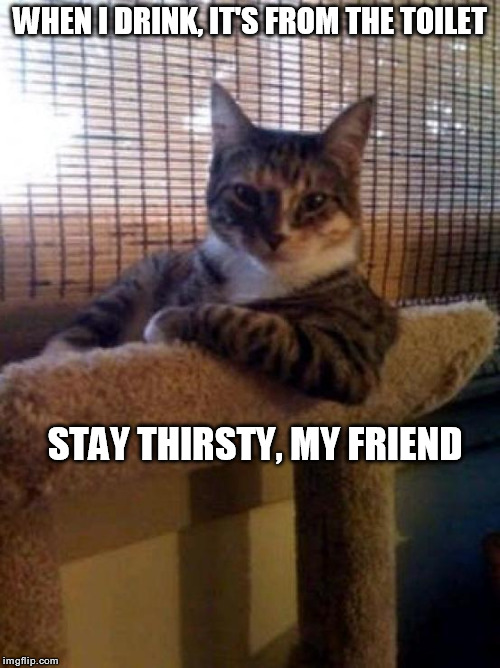 The Most Interesting Cat In The World | WHEN I DRINK, IT'S FROM THE TOILET; STAY THIRSTY, MY FRIEND | image tagged in memes,the most interesting cat in the world,the most interesting man in the world | made w/ Imgflip meme maker