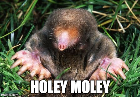 HOLEY MOLEY | image tagged in holey moley | made w/ Imgflip meme maker