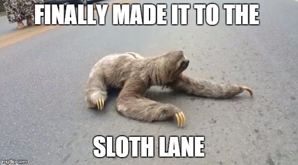 sloth on road | FINALLY MADE IT TO THE SLOTH LANE | image tagged in sloth on road | made w/ Imgflip meme maker