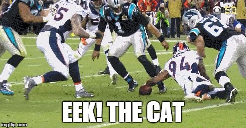 Cam Newton Starring in Eek! The Cat  |  EEK! THE CAT | image tagged in cam newton,cam newton sulk,super bowl 50,denver broncos | made w/ Imgflip meme maker