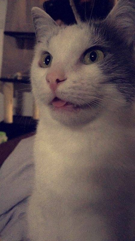 High Quality stoned cat Blank Meme Template