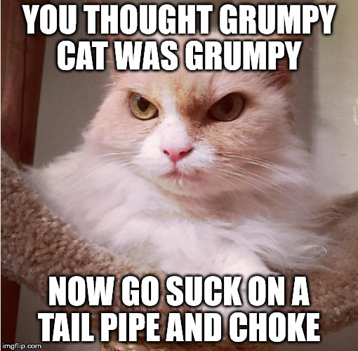 grumpier cat | YOU THOUGHT GRUMPY CAT WAS GRUMPY; NOW GO SUCK ON A TAIL PIPE AND CHOKE | image tagged in grumpier cat | made w/ Imgflip meme maker