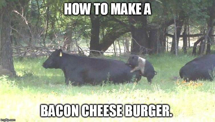 Bacon burger cow pig | HOW TO MAKE A; BACON CHEESE BURGER. | image tagged in bacon burger cow pig | made w/ Imgflip meme maker