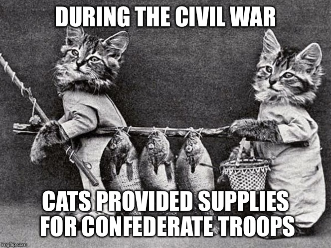 Ancient Feline Fun | DURING THE CIVIL WAR CATS PROVIDED SUPPLIES FOR CONFEDERATE TROOPS | image tagged in ancient feline fun | made w/ Imgflip meme maker