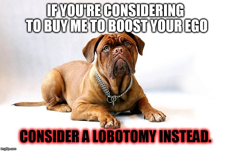 Cute Mastiff | IF YOU'RE CONSIDERING TO BUY ME TO BOOST YOUR EGO; CONSIDER A LOBOTOMY INSTEAD. | image tagged in cute mastiff | made w/ Imgflip meme maker