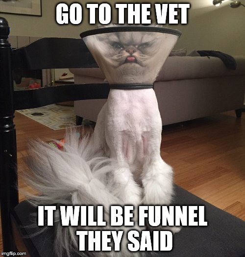 Angry Albert | GO TO THE VET; IT WILL BE FUNNEL THEY SAID | image tagged in angry albert,cats,memes | made w/ Imgflip meme maker