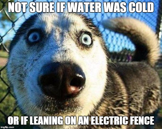 That surprise look when | NOT SURE IF WATER WAS COLD; OR IF LEANING ON AN ELECTRIC FENCE | image tagged in memes,funny,animals,husky | made w/ Imgflip meme maker