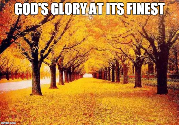 Autumn trees | GOD'S GLORY AT ITS FINEST | image tagged in autumn trees | made w/ Imgflip meme maker