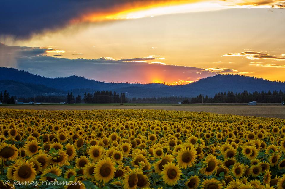 High Quality Sunflowers after rain Blank Meme Template