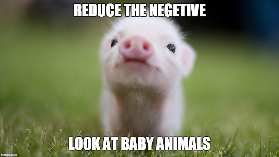 REDUCE THE NEGETIVE; LOOK AT BABY ANIMALS | image tagged in babypig | made w/ Imgflip meme maker