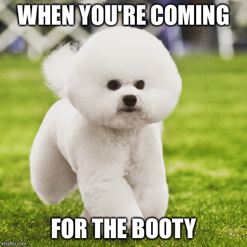Booty Dog | WHEN YOU'RE COMING; FOR THE BOOTY | image tagged in booty,bad pun dog | made w/ Imgflip meme maker