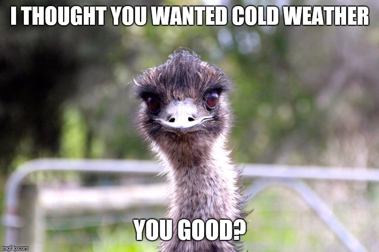 Cold weather ostrich  | I THOUGHT YOU WANTED COLD WEATHER; YOU GOOD? | image tagged in cold weather,ostrich,blizzard,snow | made w/ Imgflip meme maker
