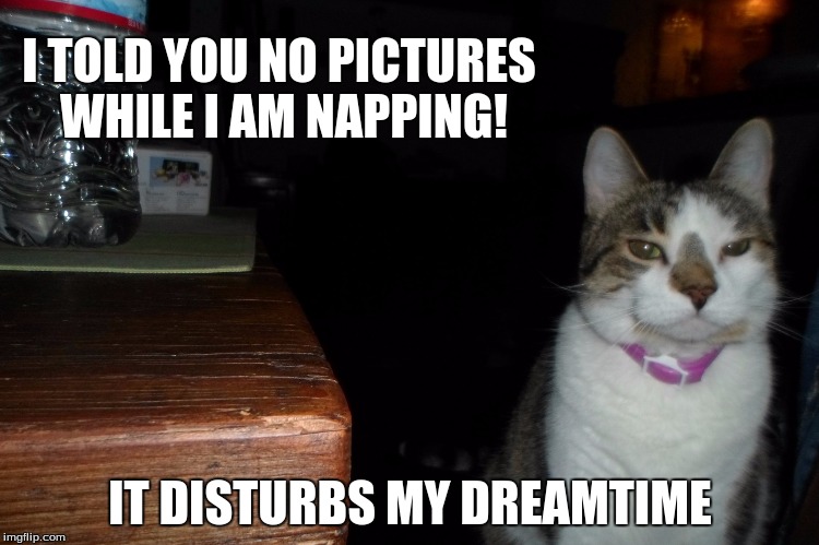 What attitude? | I TOLD YOU NO PICTURES WHILE I AM NAPPING! IT DISTURBS MY DREAMTIME | image tagged in cats,pets | made w/ Imgflip meme maker