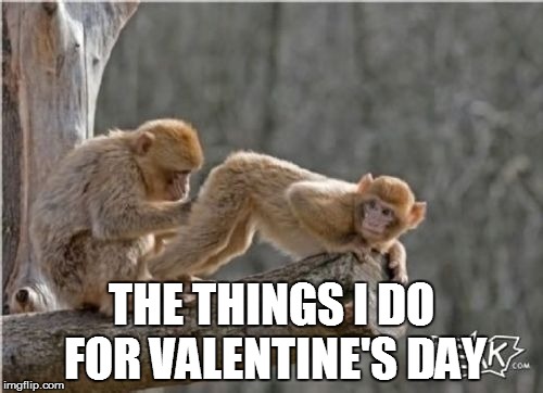 THE THINGS I DO FOR VALENTINE'S DAY | image tagged in the things i do monkey | made w/ Imgflip meme maker