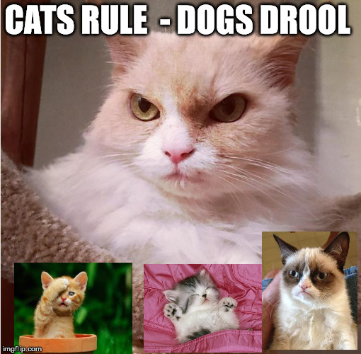 Cats rule | CATS RULE  - DOGS DROOL | image tagged in grumpier cat | made w/ Imgflip meme maker