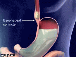 Digestive system 3 - Imgflip
