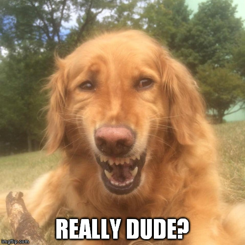 REALLY DUDE? | image tagged in really dog | made w/ Imgflip meme maker