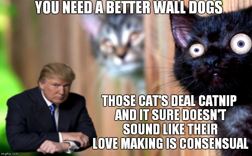 YOU NEED A BETTER WALL DOGS THOSE CAT'S DEAL CATNIP AND IT SURE DOESN'T SOUND LIKE THEIR LOVE MAKING IS CONSENSUAL | made w/ Imgflip meme maker