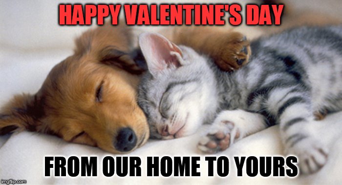 Pupplies and Kittens | HAPPY VALENTINE'S DAY; FROM OUR HOME TO YOURS | image tagged in pupplies and kittens | made w/ Imgflip meme maker