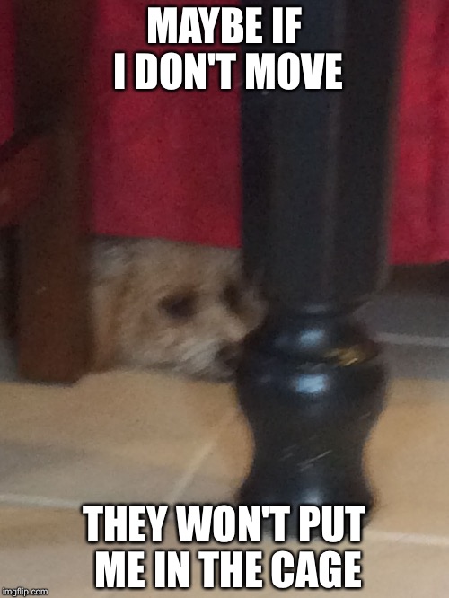 MAYBE IF I DON'T MOVE; THEY WON'T PUT ME IN THE CAGE | image tagged in my dog thinks she can hide | made w/ Imgflip meme maker